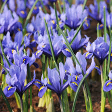 Attēlu rezultāti vaicājumam “Iris reticulata flower”