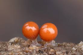 Attēlu rezultāti vaicājumam “Diderma testaceum macro”