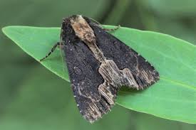 Attēlu rezultāti vaicājumam “Dypterygia scabriuscula”