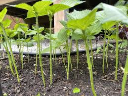 Image result for 깱깲깳깴깵깶깷깺깾깿꺀꺁꺂꺃꺆꺇꺈꺉꺊꺋꺍꺎꺏꺐