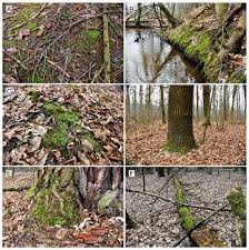 Attēlu rezultāti vaicājumam “Plagiothecium sp.”