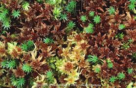 Attēlu rezultāti vaicājumam “Sphagnum magellanicum”