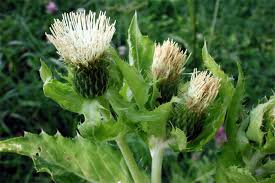 Attēlu rezultāti vaicājumam “Cirsium oleraceum”