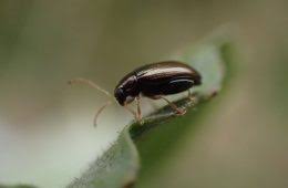 Attēlu rezultāti vaicājumam “Nebria livida”