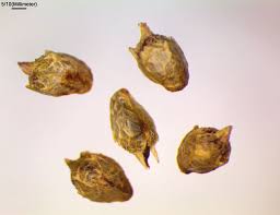 Attēlu rezultāti vaicājumam “Ambrosia artemisiifolia fruit”