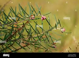 Attēlu rezultāti vaicājumam “Empetraceae”