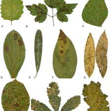 Attēlu rezultāti vaicājumam “Mycosphaerella ulmi”