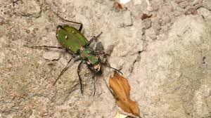 Attēlu rezultāti vaicājumam “Cicindela campestris imago”