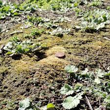 Attēlu rezultāti vaicājumam “Acaulon muticum sporophyte”
