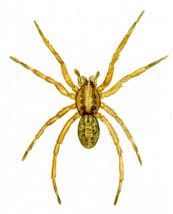 Attēlu rezultāti vaicājumam “Agroeca brunnea”