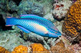 Image result for Scarus taeniopterus