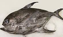 Image result for Eumegistus illustris