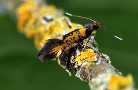 Attēlu rezultāti vaicājumam “Denisia similella”