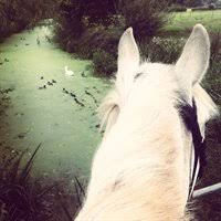 Image result for Weybridge Equestrian Centre