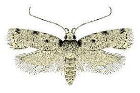 Attēlu rezultāti vaicājumam “Depressariidae”