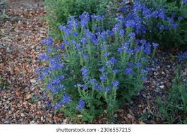 Attēlu rezultāti vaicājumam “Veronica austriaca subsp. teucrium bud”