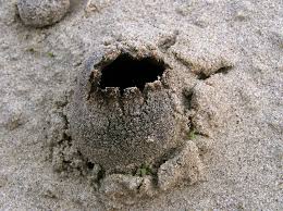 Attēlu rezultāti vaicājumam “Peziza ammophila”