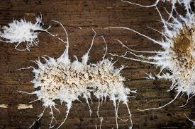 Attēlu rezultāti vaicājumam “Lentaria sp.”