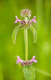 Attēlu rezultāti vaicājumam “Clinopodium vulgare”