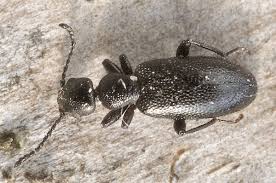 Attēlu rezultāti vaicājumam “Anthicidae”