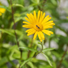 Image result for Buphthalmum salicifolium
