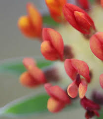 Attēlu rezultāti vaicājumam “Anthyllis arenaria flower”