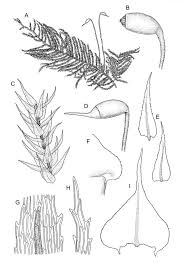 Attēlu rezultāti vaicājumam “Eurhynchium praelongum”