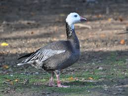 Image result for Anser caerulescens
