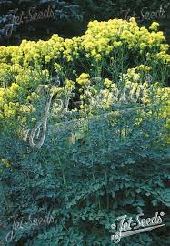 Attēlu rezultāti vaicājumam “Thalictrum flavum flower”