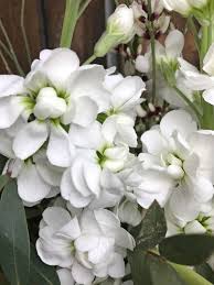 Image result for Levkoje