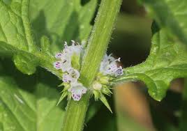 Attēlu rezultāti vaicājumam “Lycopus europaeus flower”