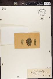 Attēlu rezultāti vaicājumam “Pertusaria flavida”