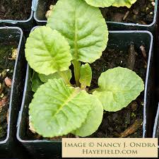 Attēlu rezultāti vaicājumam “Primula veris leaf”