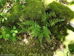 Attēlu rezultāti vaicājumam “Cystopteris fragilis”