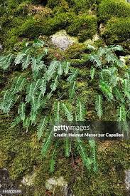 Attēlu rezultāti vaicājumam “Polystichum aculeatum”