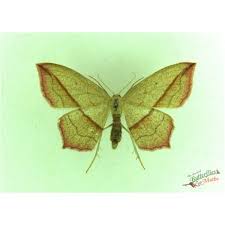 Attēlu rezultāti vaicājumam “Enargia paleacea”