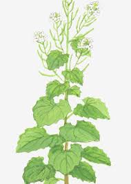 Attēlu rezultāti vaicājumam “Alliaria petiolata”