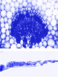 Attēlu rezultāti vaicājumam “Cribraria piriformis spores”