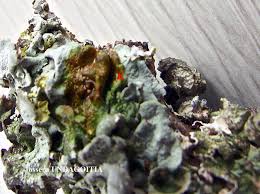 Attēlu rezultāti vaicājumam “Pleurosticta acetabulum”