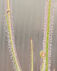 Attēlu rezultāti vaicājumam “Drosera x obovata leaf”