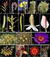 Attēlu rezultāti vaicājumam “Plantaginaceae”