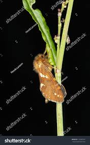 Attēlu rezultāti vaicājumam “Phymatopus hecta”