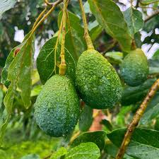 Attēlu rezultāti vaicājumam “Carlina biebersteinii fruit”