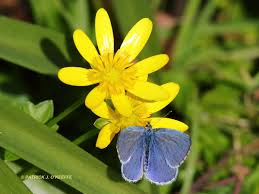 Attēlu rezultāti vaicājumam “Celastrina argiolus female”