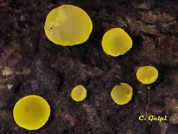 Attēlu rezultāti vaicājumam “Bisporella citrina”