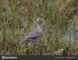 Image result for Bartramia longicauda