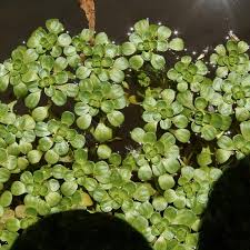Attēlu rezultāti vaicājumam “Callitriche verna flower”