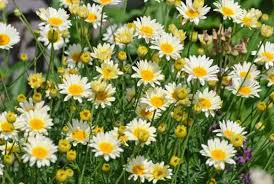 Image result for Anthemis tinctoria