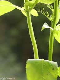 Attēlu rezultāti vaicājumam “Scrophularia umbrosa flower”
