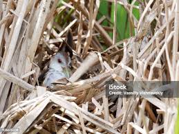 Image result for Porzana parva